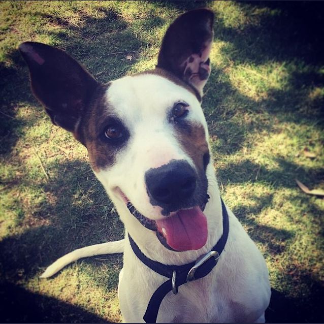 Photo of Benji