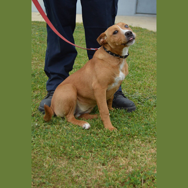 Photo of Blaze Dl1168