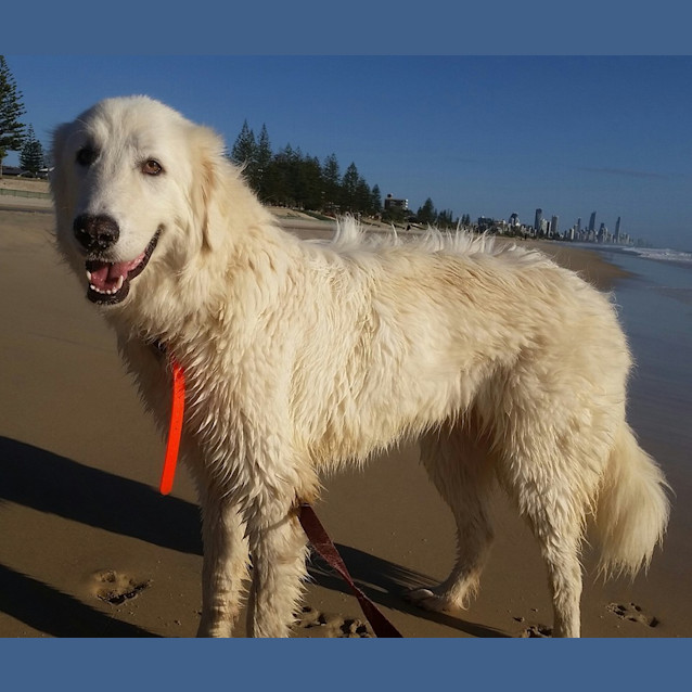 Photo of Rama * Adoption Pending *