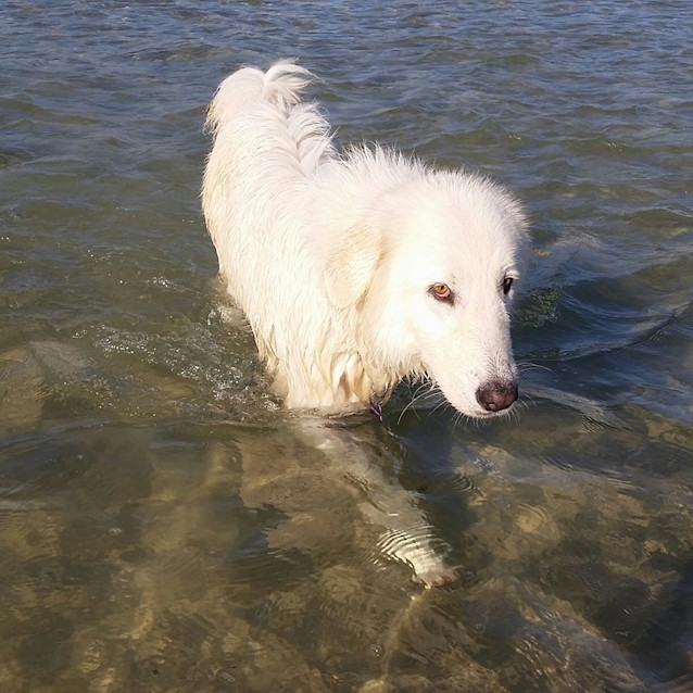 Photo of Rama * Adoption Pending *
