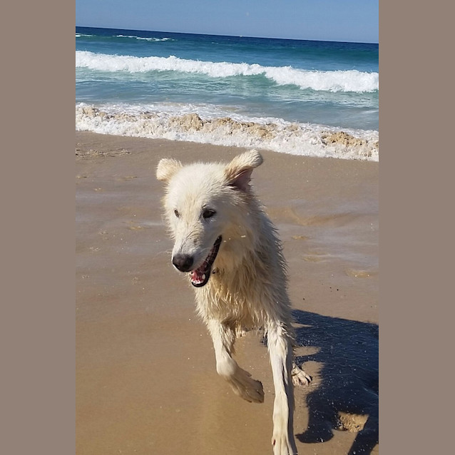Photo of Rama * Adoption Pending *