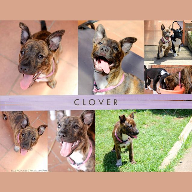Photo of Clover 