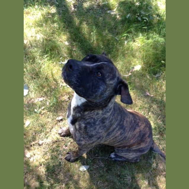 Photo of Ruby  *Videos Attached Reduced Adoption Fee*