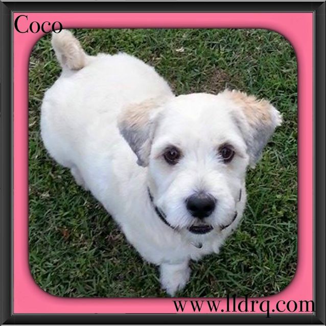 Photo of Coco