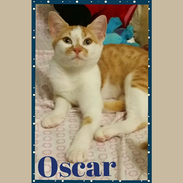 Photo of Oscar  