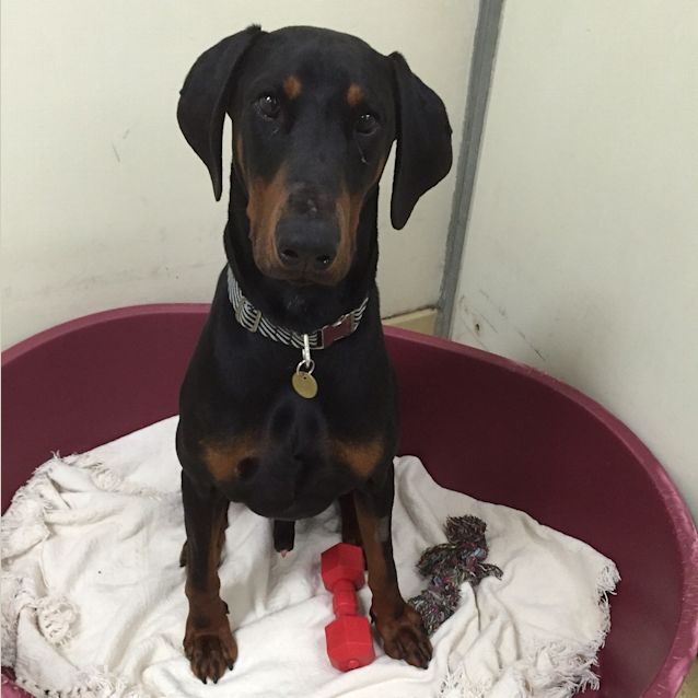 Photo of Oscar