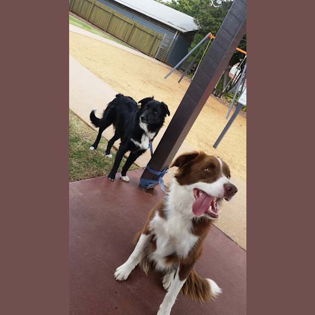 Photo of Abbey *Adoption Pending *