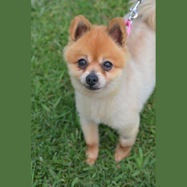 Photo of Bosco