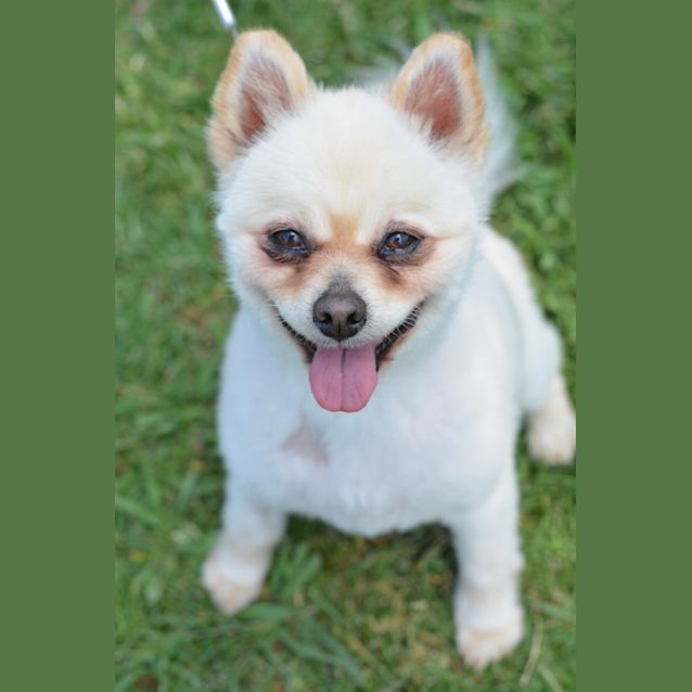 Photo of Snowy
