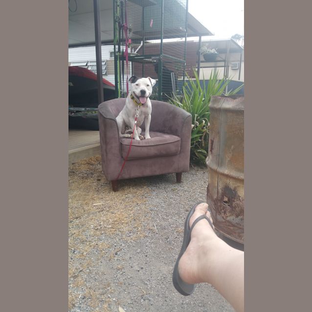 Photo of Stooge .. Happy To Be Only Dog