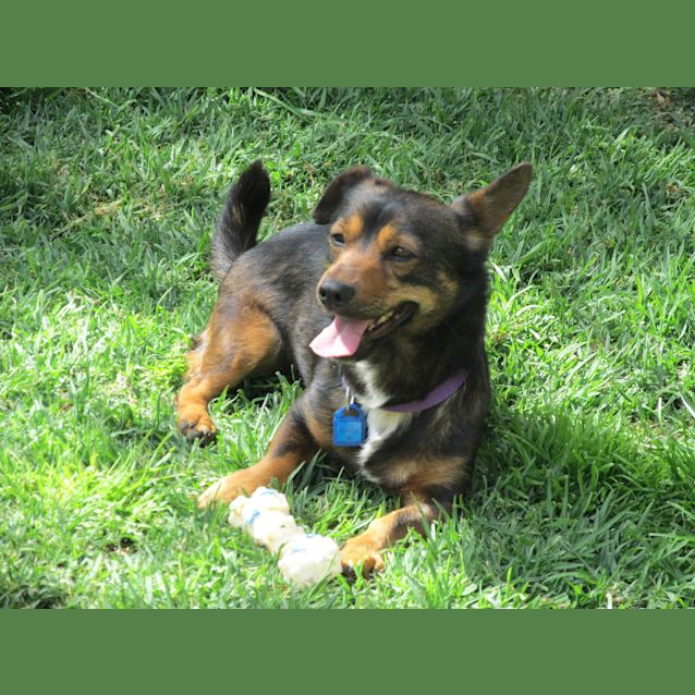 Photo of Chester
