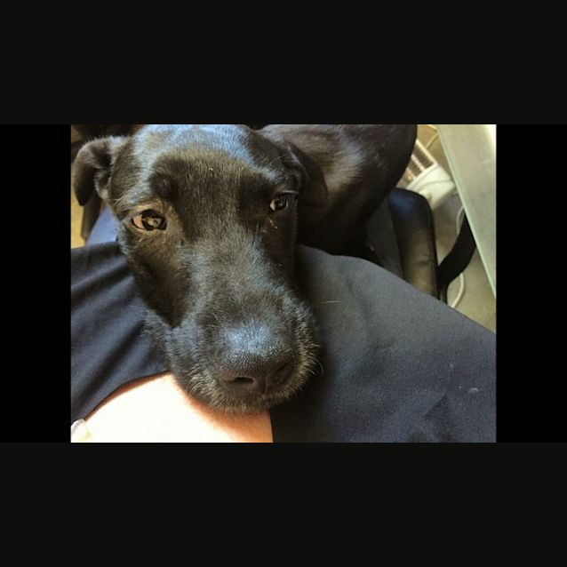 Photo of Moe (Cat/Child/Dog Friendly)