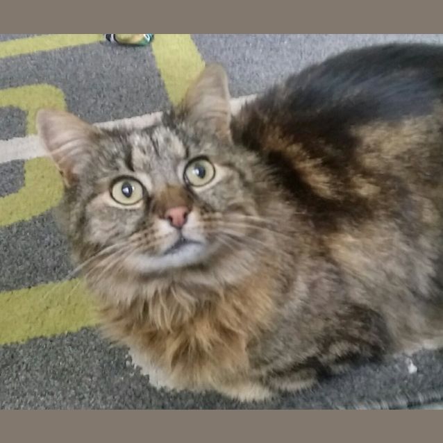 Photo of Esme(now Pudding)