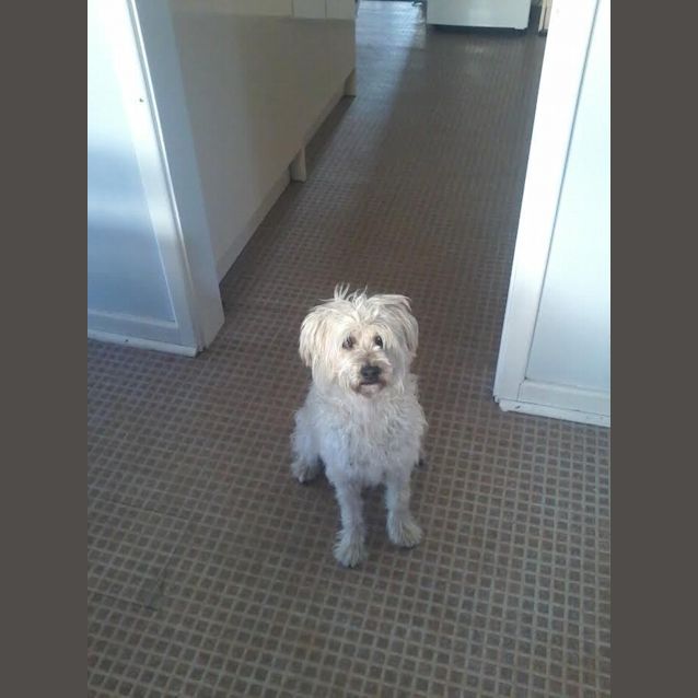 Photo of Buddy Dl1126