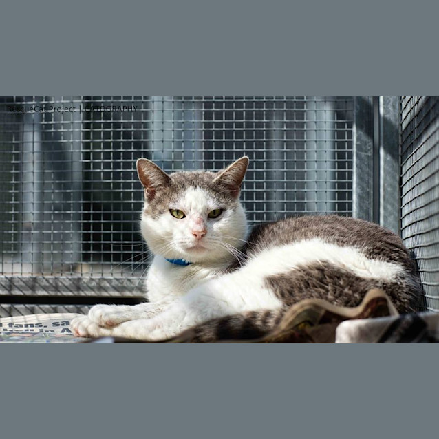 Photo of Hissy (4043)