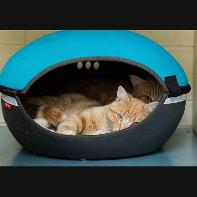 Photo of Kaiser & Chief (4335 & 4336)