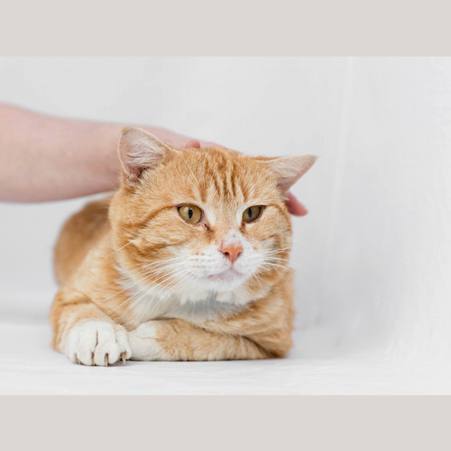 Photo of Kaiser & Chief (4335 & 4336)