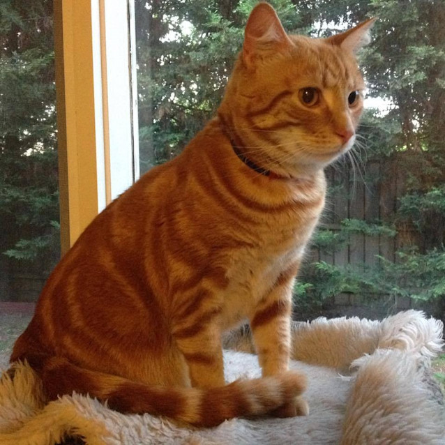 Photo of Tolerant Tiger