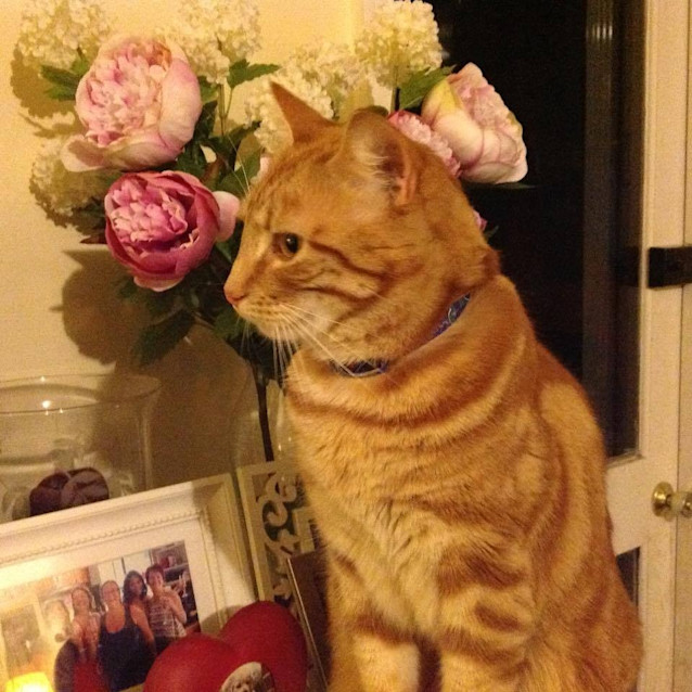 Photo of Tolerant Tiger