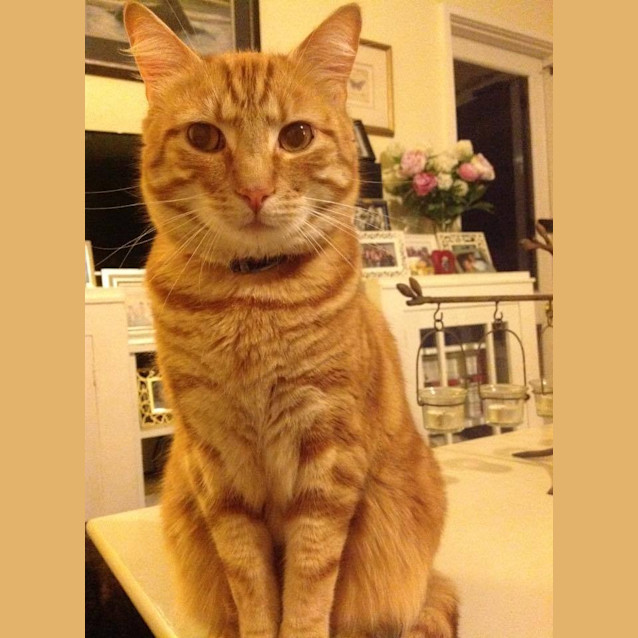 Photo of Tolerant Tiger