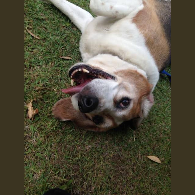 Photo of Bailey Dl1161