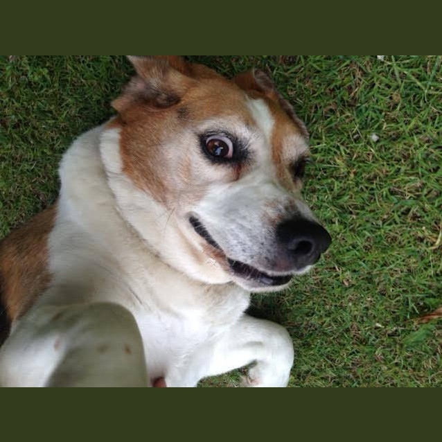 Photo of Bailey Dl1161