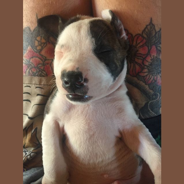 Photo of Expressions Of Interest In Bull Arab X Litter 