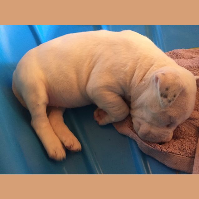 Photo of Expressions Of Interest In Bull Arab X Litter 