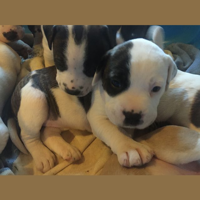 Photo of Expressions Of Interest In Bull Arab X Litter 