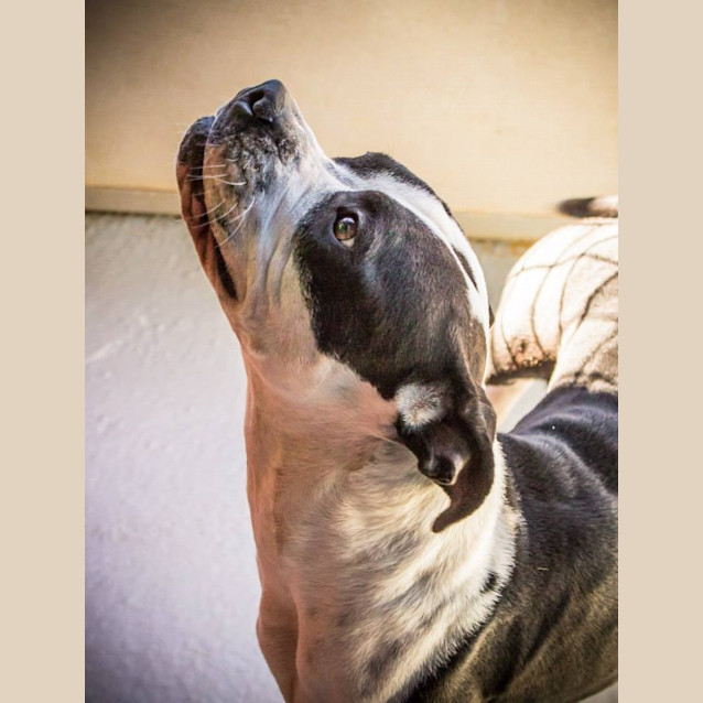 Photo of Spot (3517)