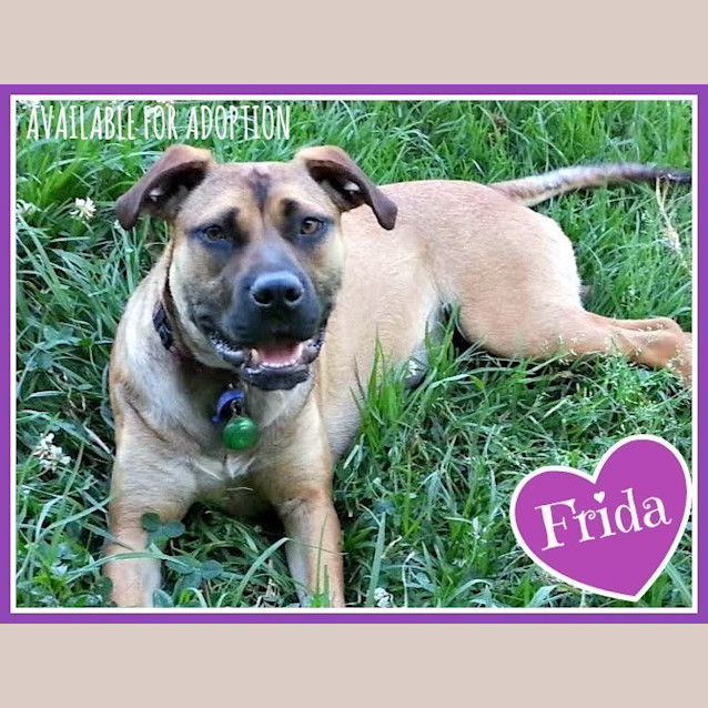 Photo of Frida (On Trial 26/6/16)