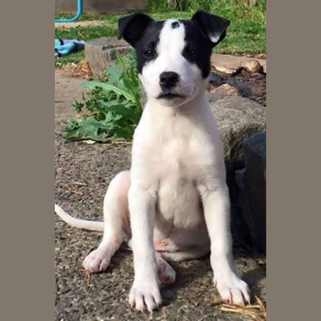 Photo of Rocket