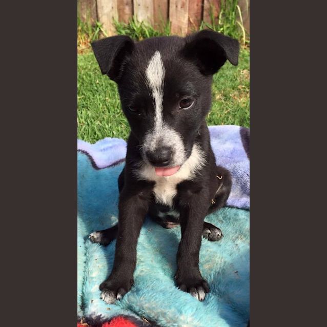 Photo of Fenton