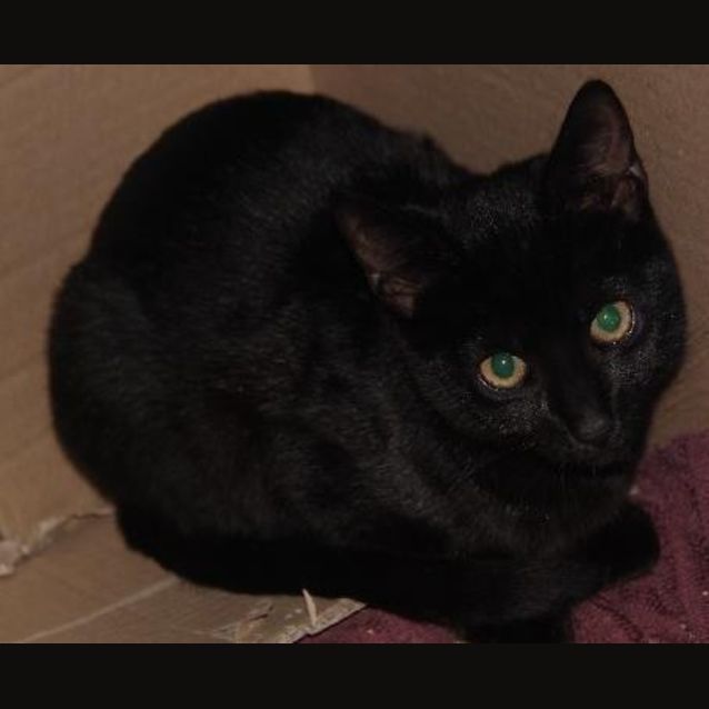 Photo of Cookie