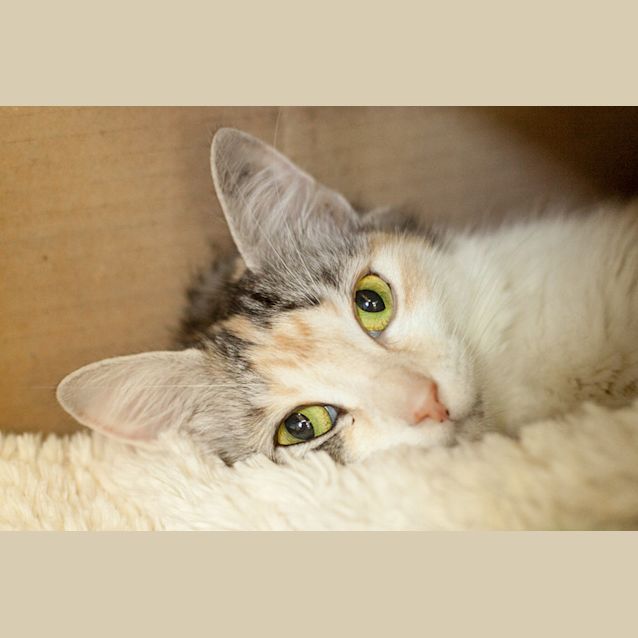 Photo of Butterscotch