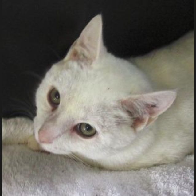 Photo of Rocket