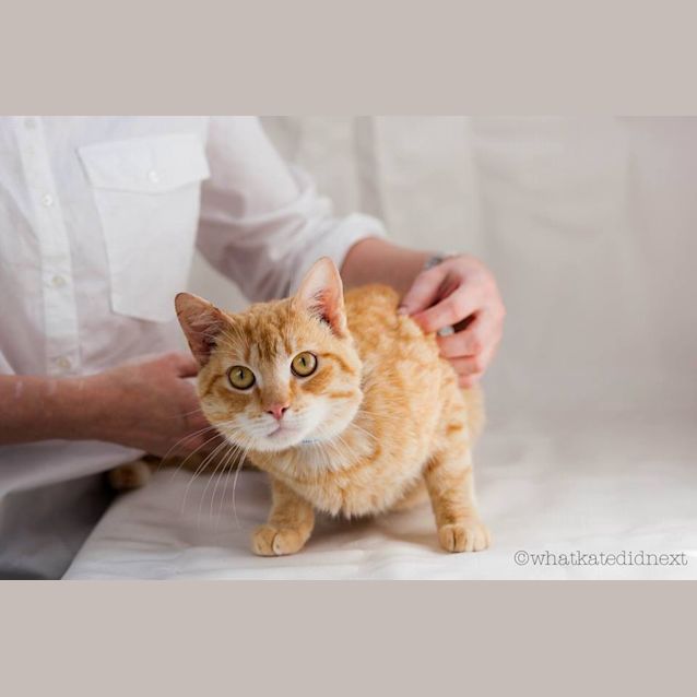 Photo of Macavity (4160)