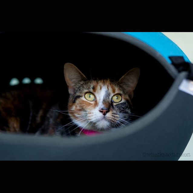 Photo of Electra (4431)