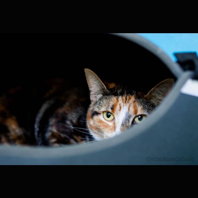 Photo of Electra (4431)