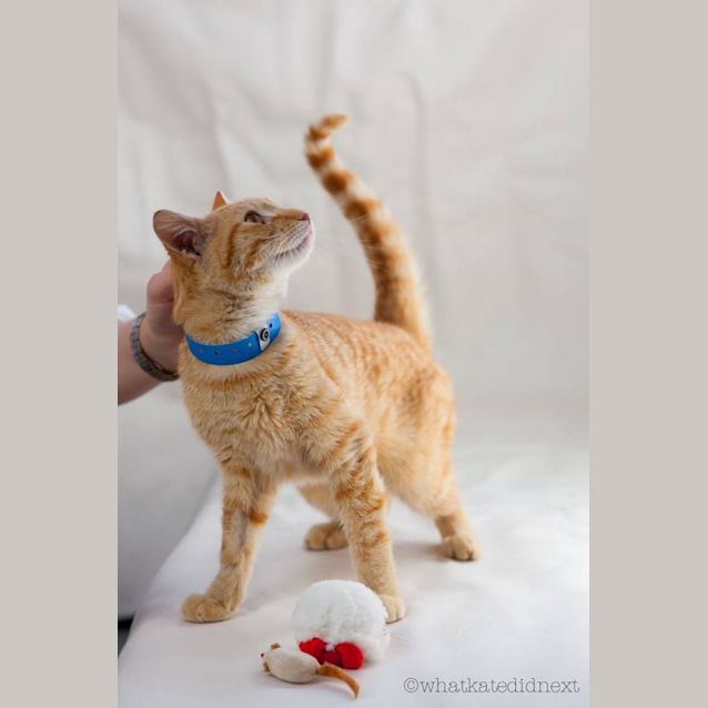 Photo of Mungojerrie (4162)