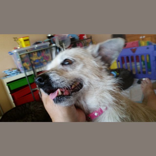 Photo of Bettsie (Adoption Pending)