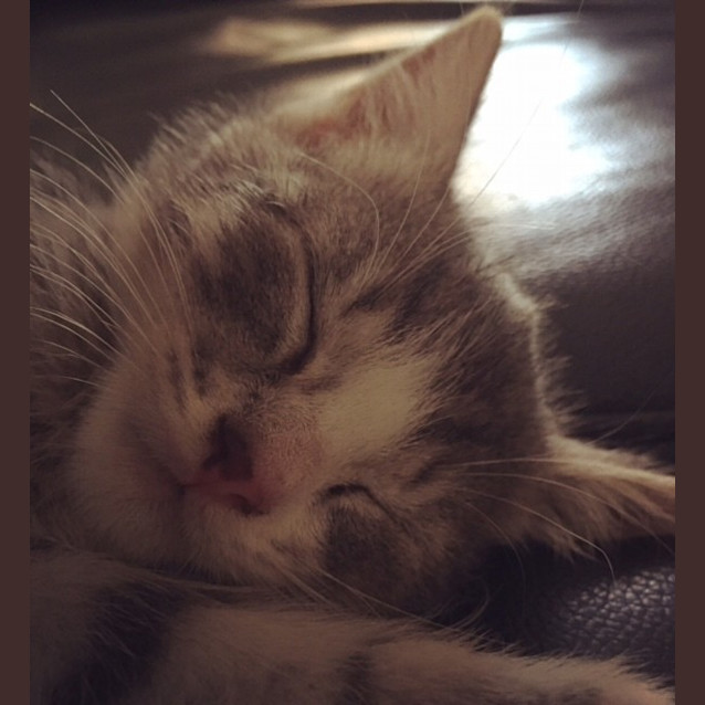 Photo of Elwood (Pre Adoption)