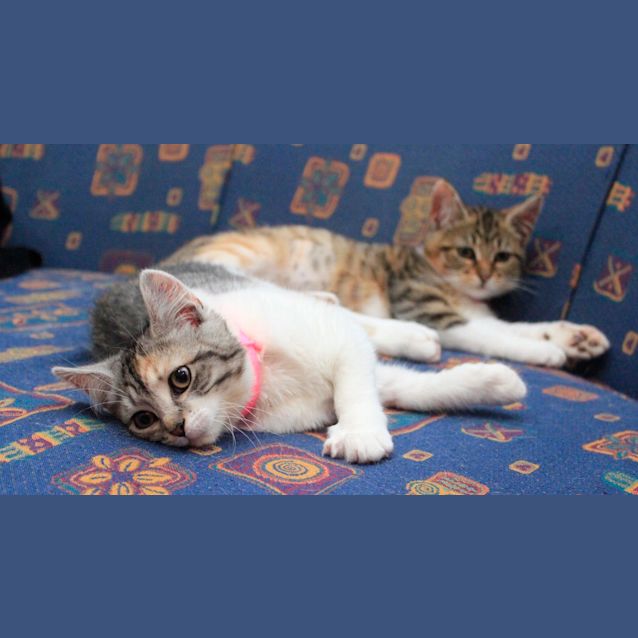 Photo of Mia & Shiloh  Dual Adoption