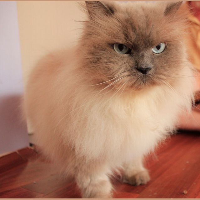 Photo of Boo Boo