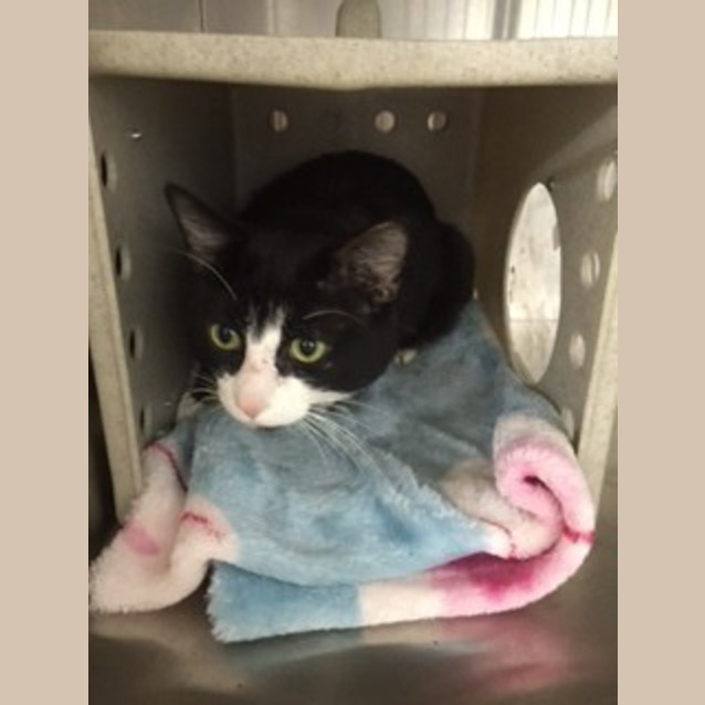 Photo of Jasper **Campaign Cat**