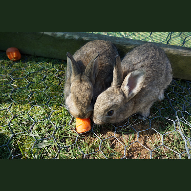 Photo of Benny