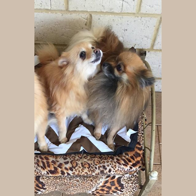 Photo of Lucky & Lajka