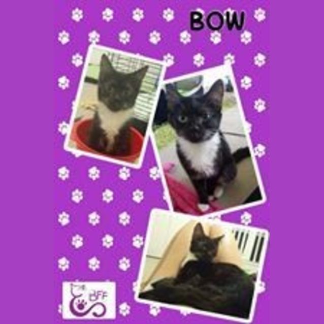 Photo of Bow 