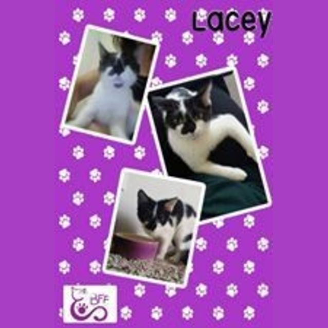 Photo of Lacey