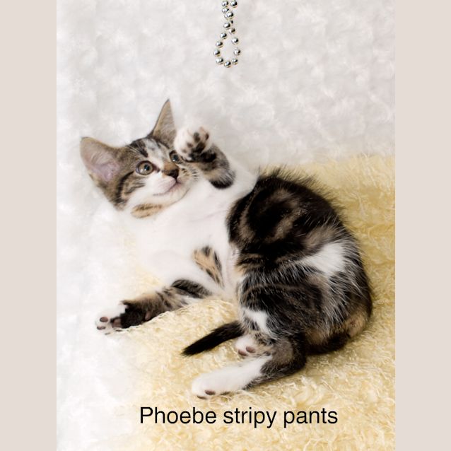 Photo of Pheobe